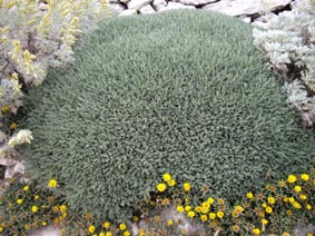 Astragalus massiliensis